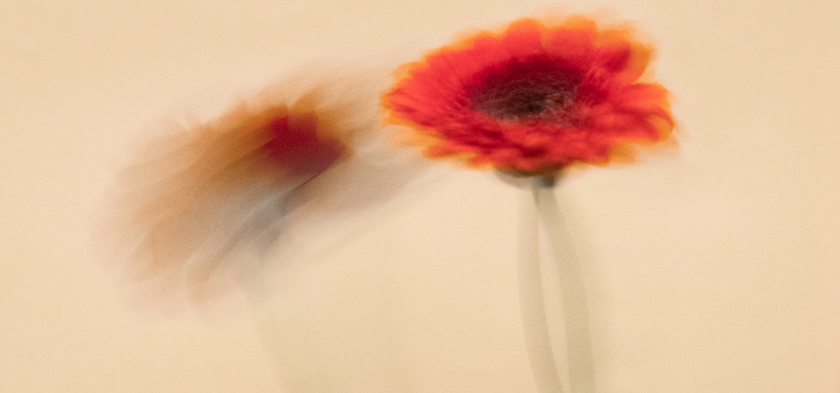 Burnt orange-red daisy flower on a cream background.